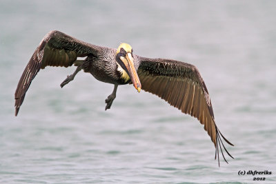 Brown Pelican. Port Isabel, TX