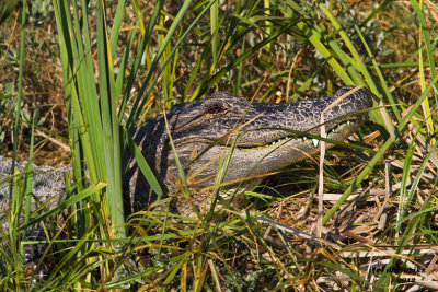 Alligator. South Padre IS, TX