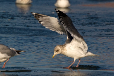 _probable_vega_gull