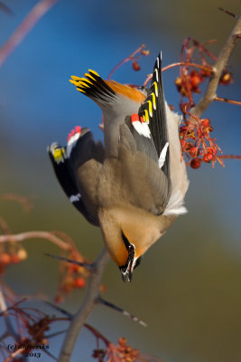 Bohemian Waxwing. Door Co. WI