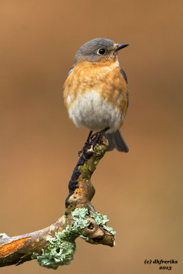 Eastern Bluebird. Chesapeake, OH