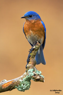 Eastern Bluebird. Chesapeake, OH