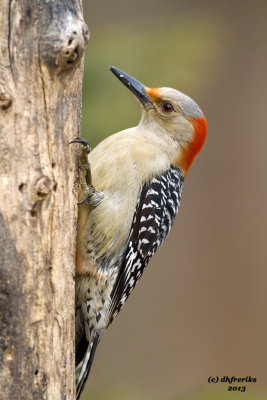 Red-bellied Woodpecker. Chesapeake, OH