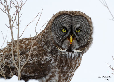 Great Grey Owl. Mauston, WI