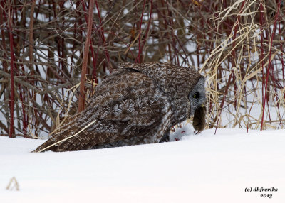 Great Grey Owl. Mauston, WI