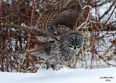 IGreat Grey Owl. Mauston, WI