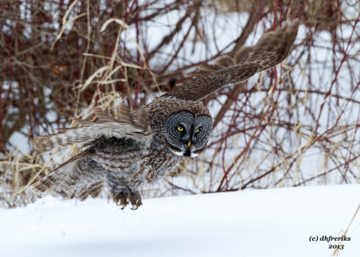 Great Grey Owl. Mauston, WI