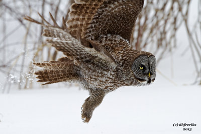 Great Grey Owl. Mauston, WI