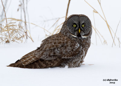Great Grey Owl. Mauston, WI