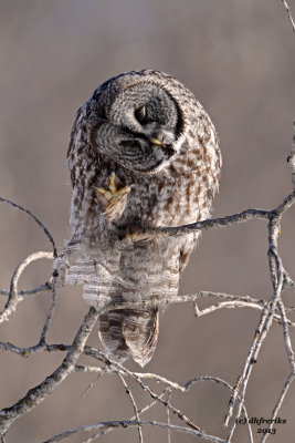 Great Grey Owl. Mauston, WI