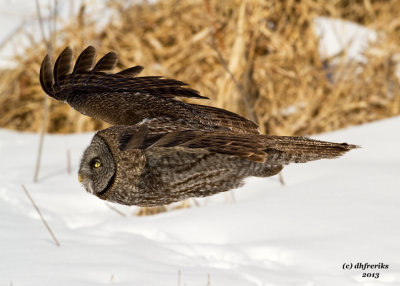 Great Grey Owl. Mauston, WI