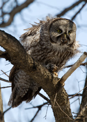 Great Grey Owl. Middleton, WI