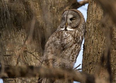 Great Grey Owl. Middleton, WI