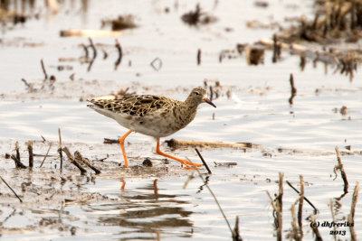 Ruff. Dodge Co. WI