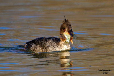 Red-breasted Merganser. Veteran's Park, Milwaukee