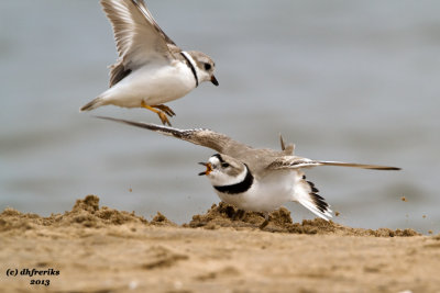 Piping Plovers. Racine, WI