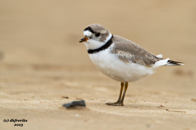 Piping Plover. Racine, WI