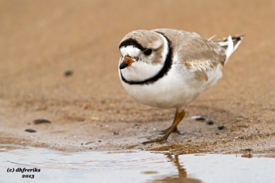 Piping Plover. Racine, WI