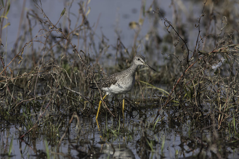 Grand Chevalier / Greater Yellowlegs (Tringa melanoleuca)