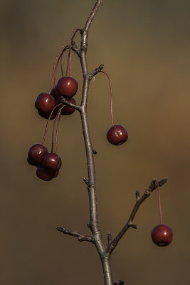 Cerisier de Pennsylvanie - Pin Cherry (Prunus pennsylvanica)