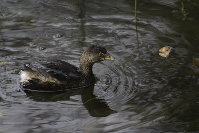 Grèbe à bec bigarré / Pied-billed Grebe (Podilymbus podiceps)