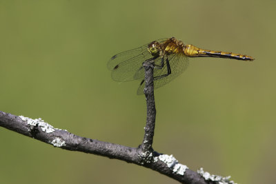 Symptrum semi-ambr / Band-winged Meadowhawk female (Sympetrum semicinctum)