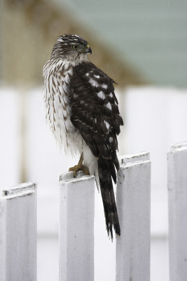 Épervier de Cooper / Cooper's Hawk (Accipiter cooperii)