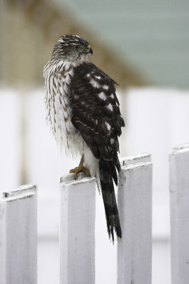 pervier de Cooper / Cooper's Hawk (Accipiter cooperii)