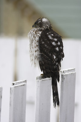 pervier de Cooper / Cooper's Hawk (Accipiter cooperii)