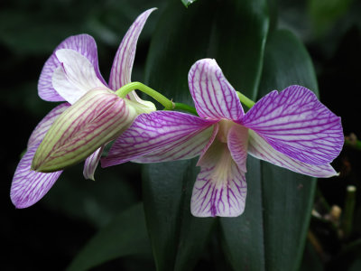 Orchide (Dendrobium doctor prakob)