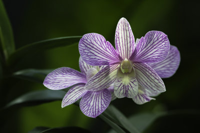 Orchide (Dendrobium doctor prakob)