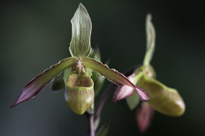 Orchide (Phragmipedium lindleyanum)