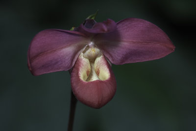 Orchide (Phragmipedium Saint Ouen)