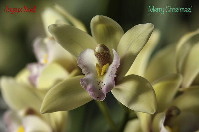 Orchide / Orchid