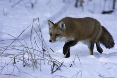 Renard roux / Red Fox (Vulpes vulpes)