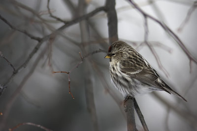 Sizerin flammé / Common Redpoll (Carduelis flammea)