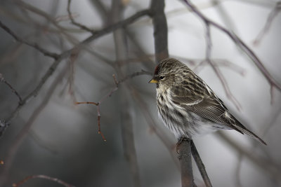 Sizerin flamm / Common Redpoll (Carduelis flammea)