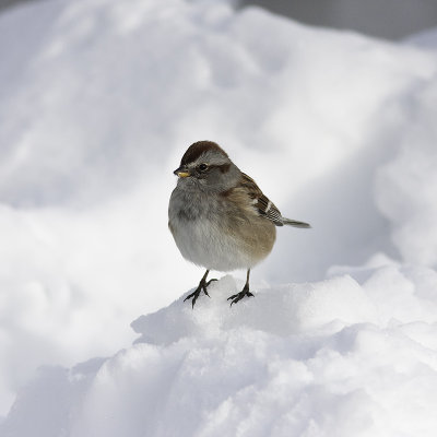 Bruant hudsonien / American Tree Sparrow (Spizella arborea)