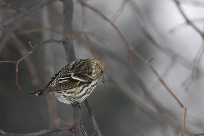 Tarin des pins / Pine Siskin (Carduelis pinus)