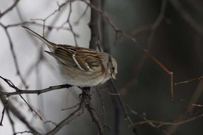 Bruant hudsonien / American Tree Sparrow (Spizella arborea)