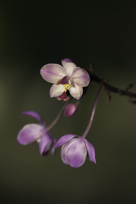 Orchide / Garden Orchid (Spathoglottis plicata)