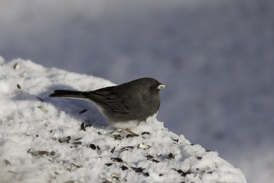 Junco ardois /Dark-eyed Junco (Junco hyemalis)