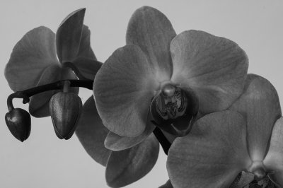 Orchide / Orchid (Phalaenopsis)