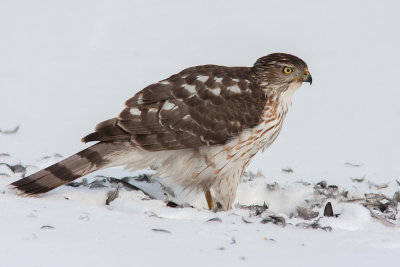 pervier de Cooper / Cooper's Hawk (Accipiter cooperii)