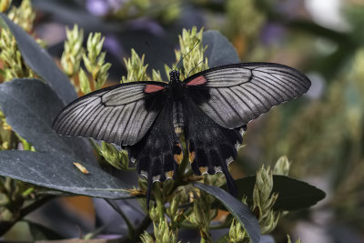 Porte-queue d'Asie / Asian swallowtail (Papilio Iowi)