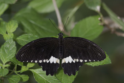 Voilier Mormon / Common Mormon (Papilio polytes)