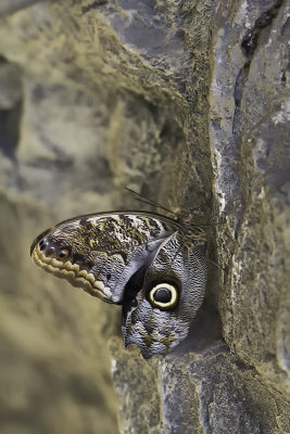 Papillon chouette / Owl butterfly (Caligo sp.)