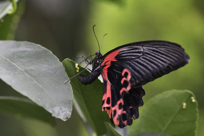 Voilier kotzbuea / Pink Rose Swallowtail (Pachliopta kotzebuea)