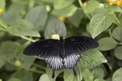 Grand mormon / Great mormon (Papilio memnon)