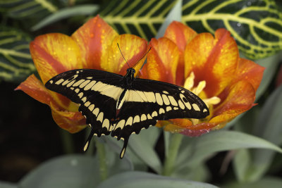 Porte-queue thoas / Thoas swallowtail (Papilio thoas)